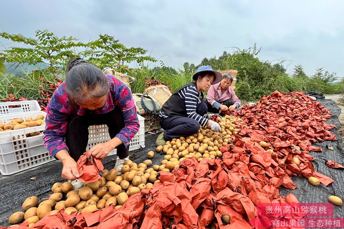 四川成都都江堰市猕猴桃协会智能分拣包装生产线