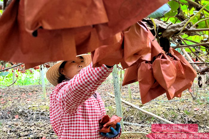 陕西省宝鸡市凤翔区田家庄镇猕猴桃挂果面积达到了800亩
