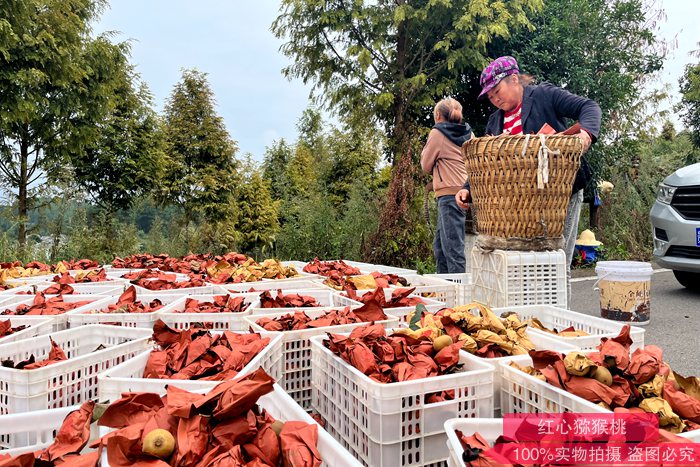 Fresh Golden Kiwi Fruit 四川成都齐民农业科技有限公司如何打造高端国产猕猴桃品牌?