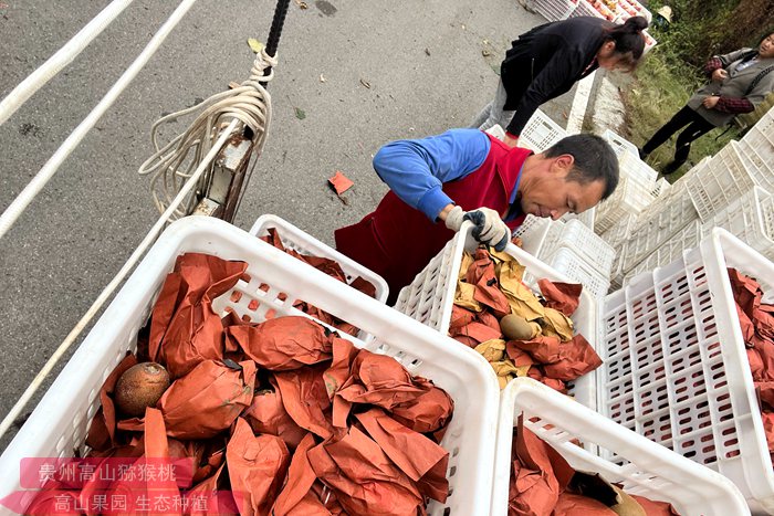 “齐心为民 种好水果”中国人自己的猕猴桃的万人猕该如何讲好自己的故事