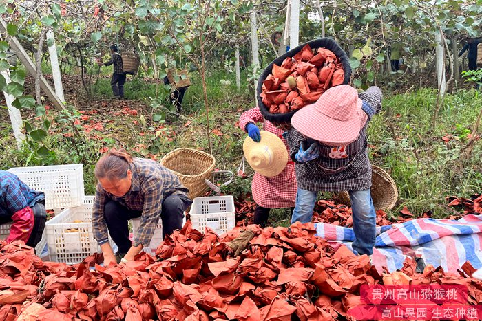 Fresh yellowKiwi fruit 四川成都齐民农业科技有限公司如何打造高端国产猕猴桃品牌?