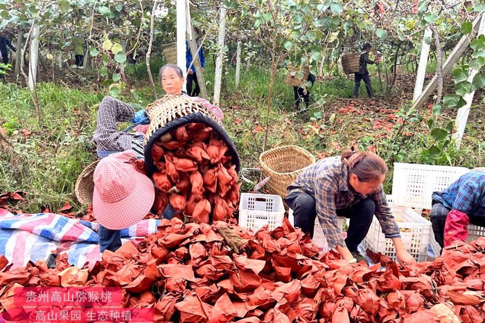Fresh yellowKiwi 四川成都齐民农业科技有限公司如何打造高端国产猕猴桃品牌?