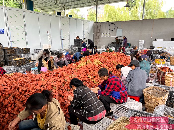 “齐心为民 种好水果”中国人自己的猕猴桃的万人猕该如何讲好自己的故事