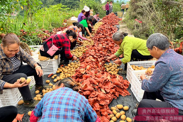 “齐心为民 种好水果”中国人自己的猕猴桃的万人猕该如何讲好自己的故事