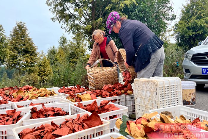 “齐心为民 种好水果”中国人自己的猕猴桃的万人猕该如何讲好自己的故事