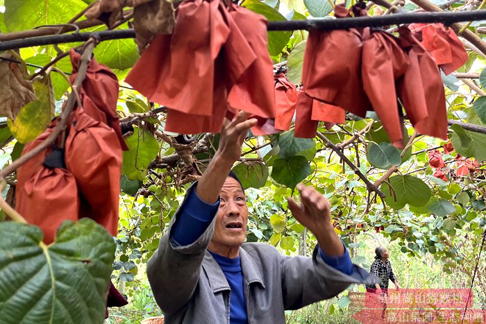 kiwi sungold plant 四川广元苍溪:网络搭桥“小书记”代言晚熟有机红心猕猴桃和黄心猕猴桃