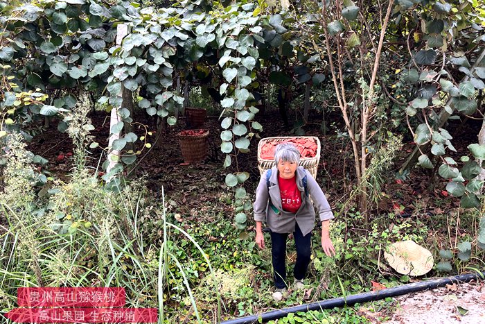“齐心为民 种好水果”中国人自己的猕猴桃的万人猕该如何讲好自己的故事