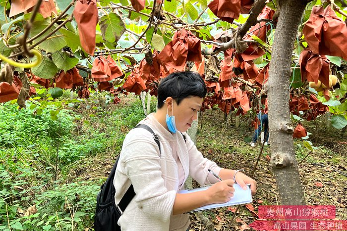 虽然红心猕猴桃糖分高，但是它的升糖率却很低