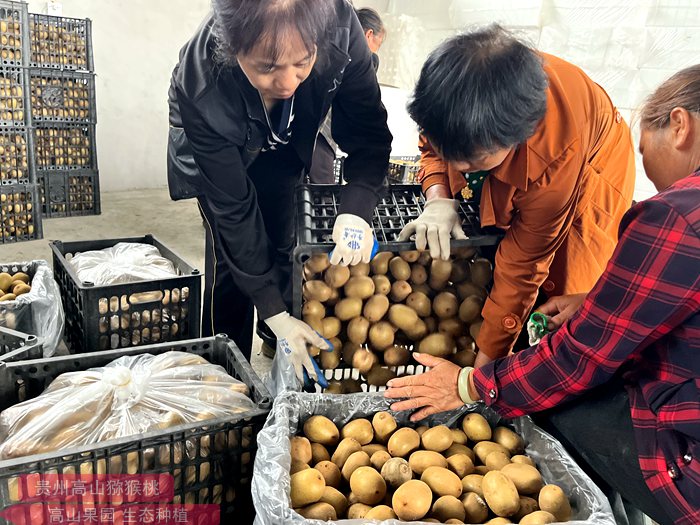 贵州遵义已经获得有机认证的红心猕猴桃企业
