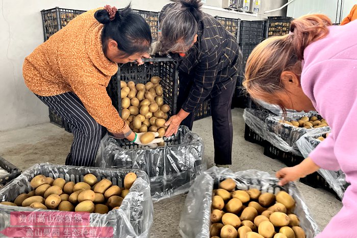 安徽省农科院人员到金寨县把脉问诊猕猴桃种植