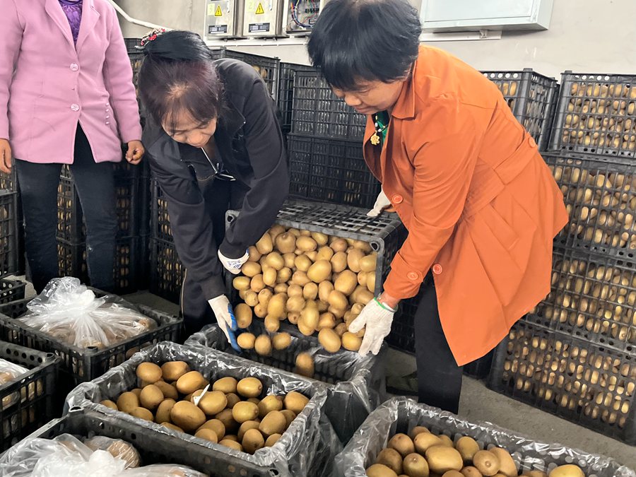 蒲江县是全球三大黄肉型猕猴桃种植地之一
