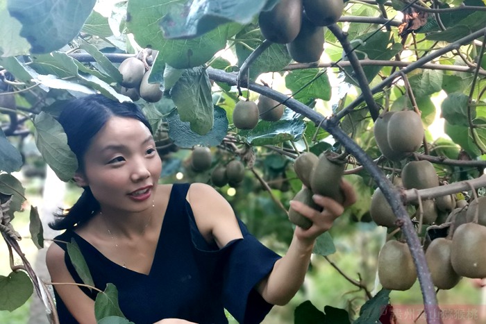 2019年软枣猕猴桃采摘了，放了几天，有些还是硬的，真心不好吃