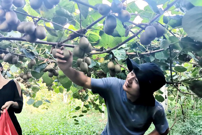本市的鲜果蒲江黄金奇异果采摘种植基地的总经理介绍