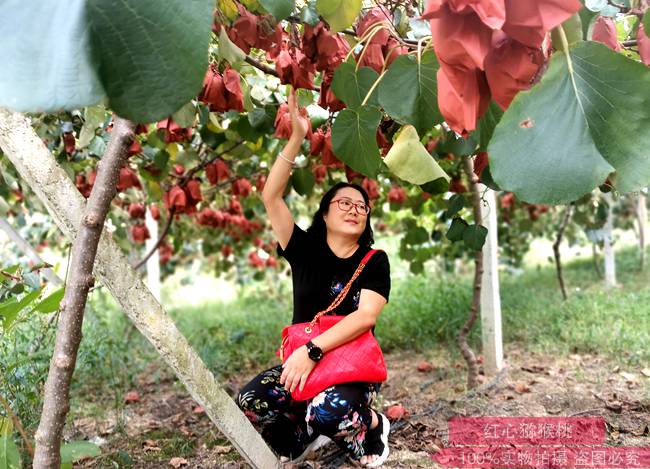 四川茂县土门镇种植的晚熟猕猴桃已成熟上市