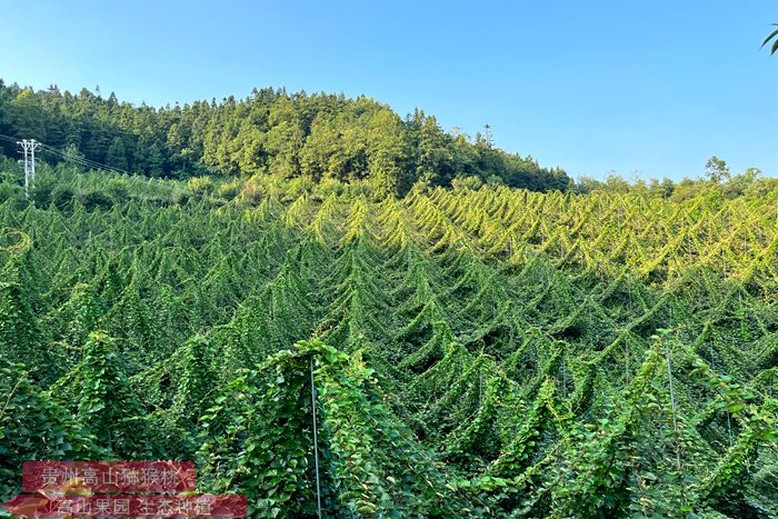 Police probe into Zespri-owned sungold kiwifruit plant material sent to China 警方调研阳光金果流入中国