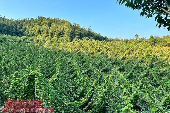 采用牵引模式的三岔猕猴桃果园 逆境中寻出路 贵州遵义三岔镇猕猴桃小花粉 做出新产业