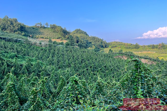 growers are claiming losses of $376.4 million in a case 新西兰猕猴桃溃疡病灾害的后遗症 部分业主获得政府赔偿