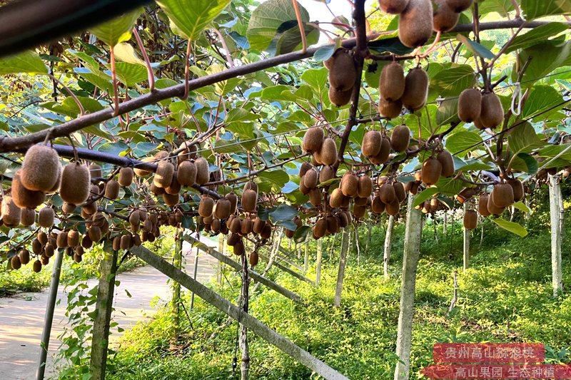 以上浙江上虞红心猕猴桃中富含的维生素C作为一种抗氧化剂