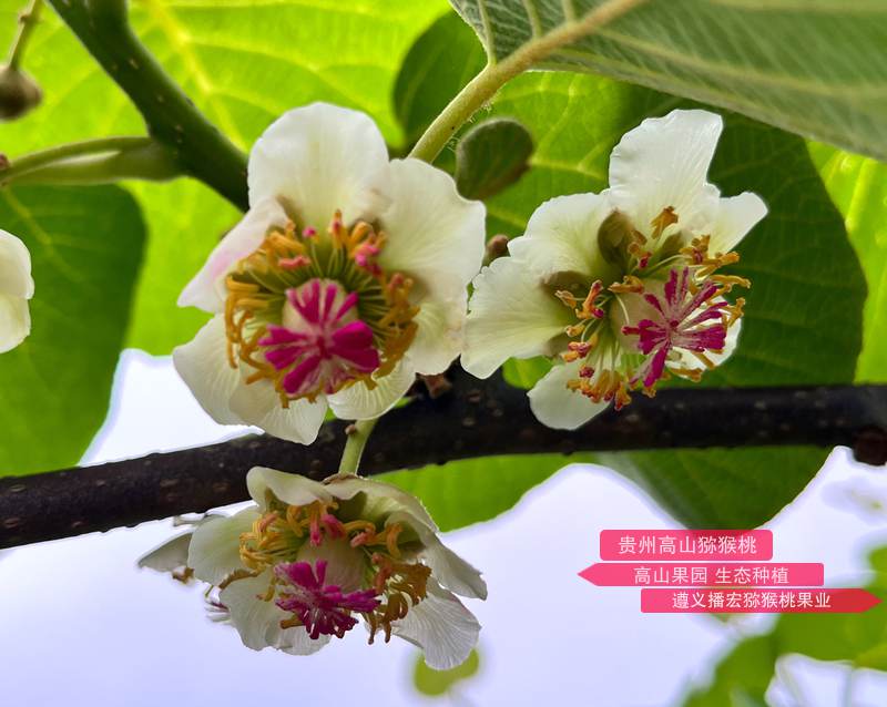 贵州省遵义市播州区三岔镇休闲观光农业园规划设计 猕猴桃