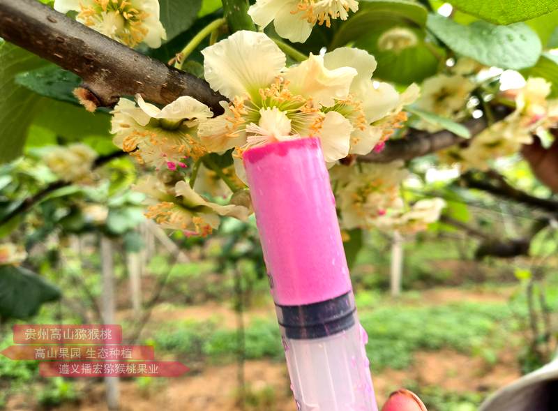 黄心猕猴桃授粉 小朋友也参与给猕猴桃授粉工作