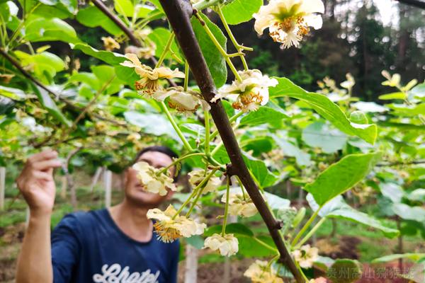 猕猴桃花粉 猕猴桃种内与种间杂交亲和性与花粉直感研究