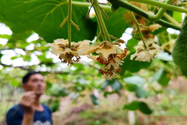 猕猴桃公花粉 巧熊猫猕猴桃花粉具备自己的优质猕猴桃雄树园区