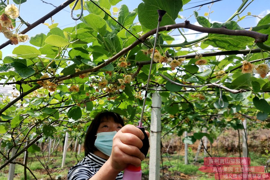 安徽省农科院人员到金寨县把脉问诊猕猴桃种植