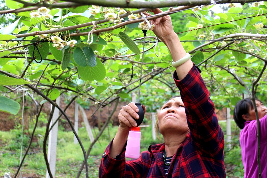 贵州遵义播州猕猴桃基地采用红心猕猴桃认养模式