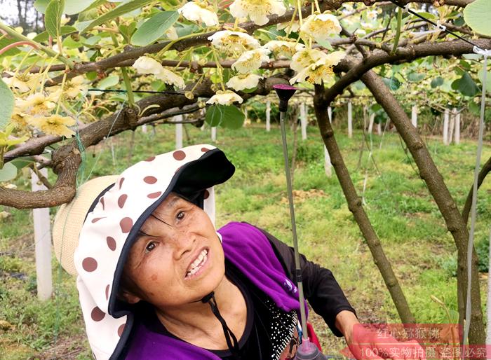 对贵州有机红心猕猴桃的生长危害种植促丰收