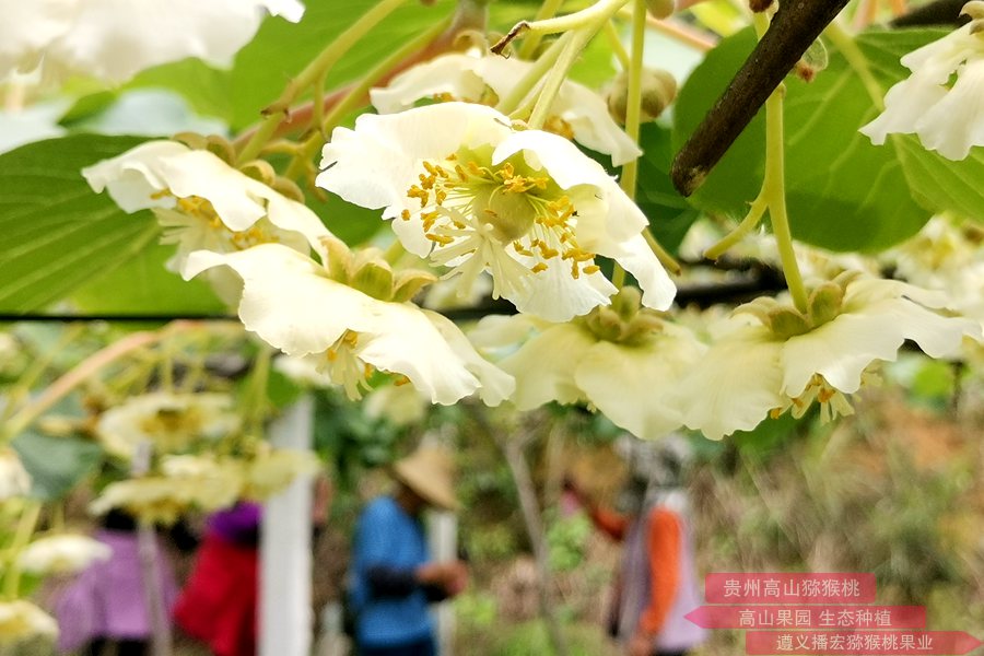 陕西眉县猕猴桃总产值达到21亿元