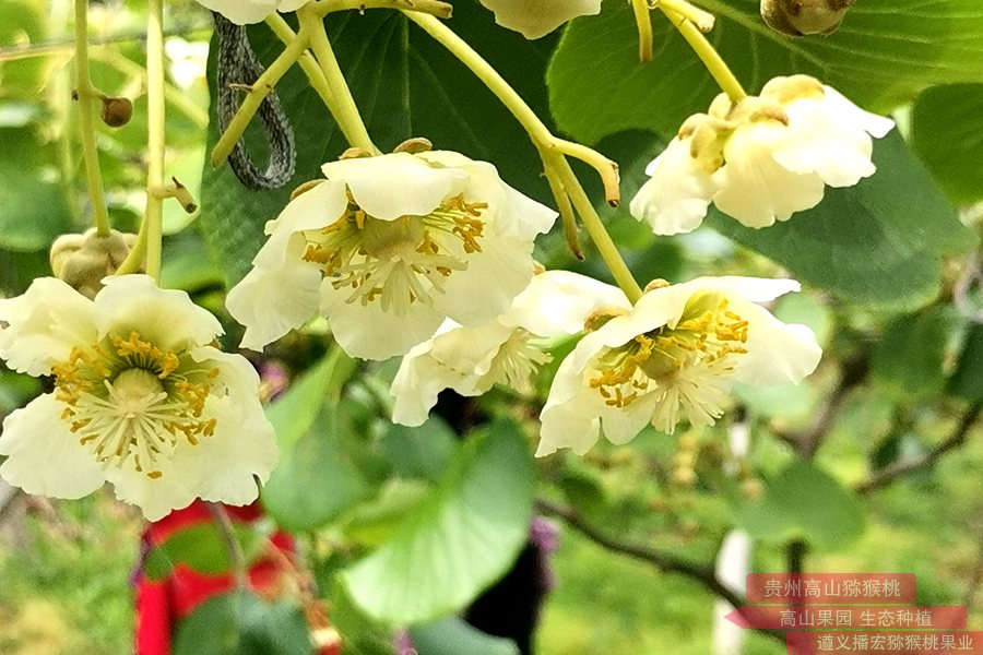 蒲江红心猕猴桃被农业部评为全国优质猕猴桃第一名