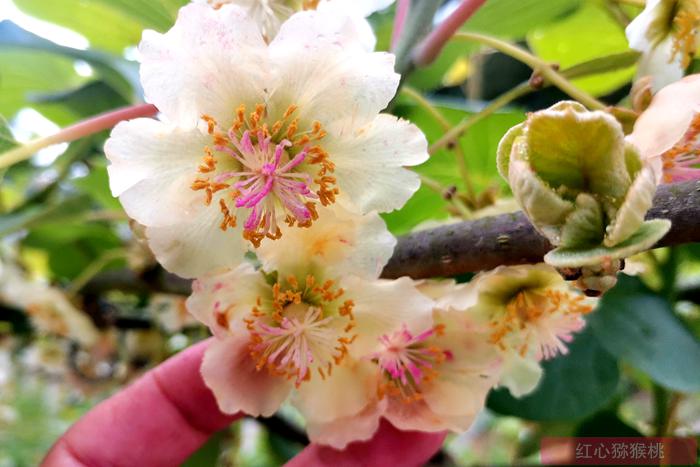 因为购买猕猴桃花粉引起的法律诉讼