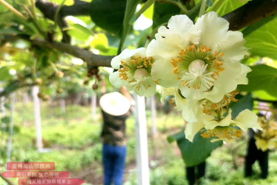浙江建始新发展猕猴桃产业的整体趋势和存在的问题