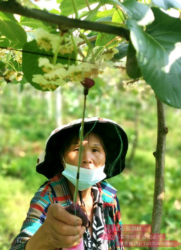 growers are claiming losses of $376.4 million in a case 新西兰猕猴桃溃疡病灾害的后遗症 部分业主获得政府赔偿