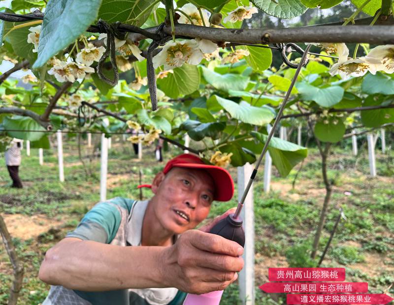 猕猴桃雄株高标准建园及高效授粉技术标准规程