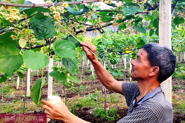 湖北宜昌金龙科技流转土地种植猕猴桃花粉