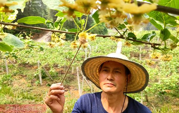 湖北宜昌金龙科技流转土地种植猕猴桃花粉