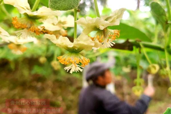 目前东红猕猴桃果树有利于田间管理和提升花粉产品质量