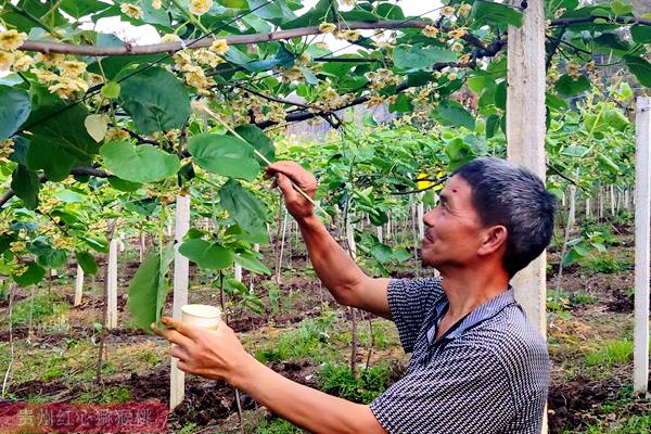 贵州遵义播宏公司指导发展社员种植有机猕猴桃标准化