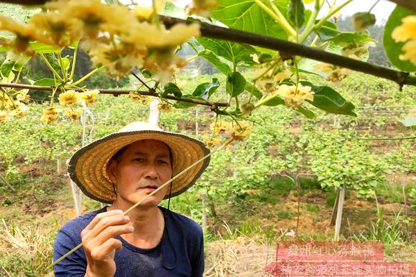 提供的养分灌溉贵州种植有机猕猴桃食品的价格较高