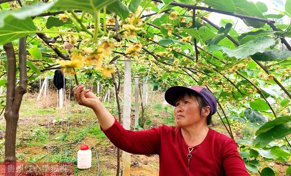 贵州遵义毕节有机猕猴桃都有哪些营养价值呢？