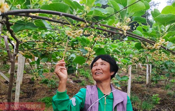 贵州遵义毕节有机猕猴桃都有哪些营养价值呢？