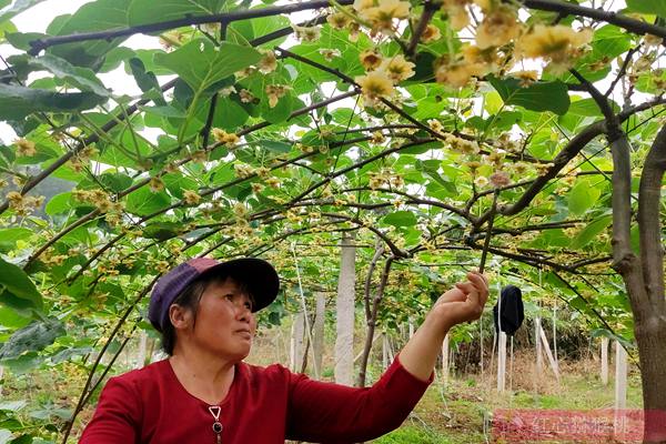 猕猴桃雄花粉 购买的猕猴桃花粉打开在显微镜下检测纯度