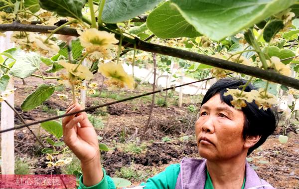 猕猴桃花粉采摘 猕猴桃花粉的采集、配比、人工授粉的方法及注意事项
