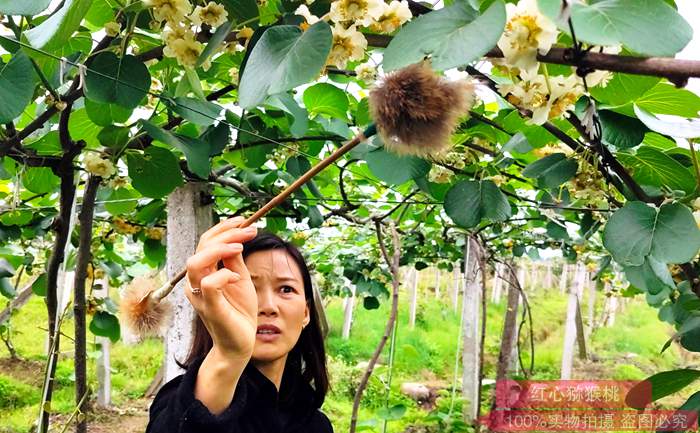 不同猕猴桃雄株花粉量及花粉活力差异研究