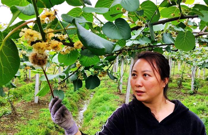 专业猕猴桃种植者的选择 播宏猕猴桃花粉