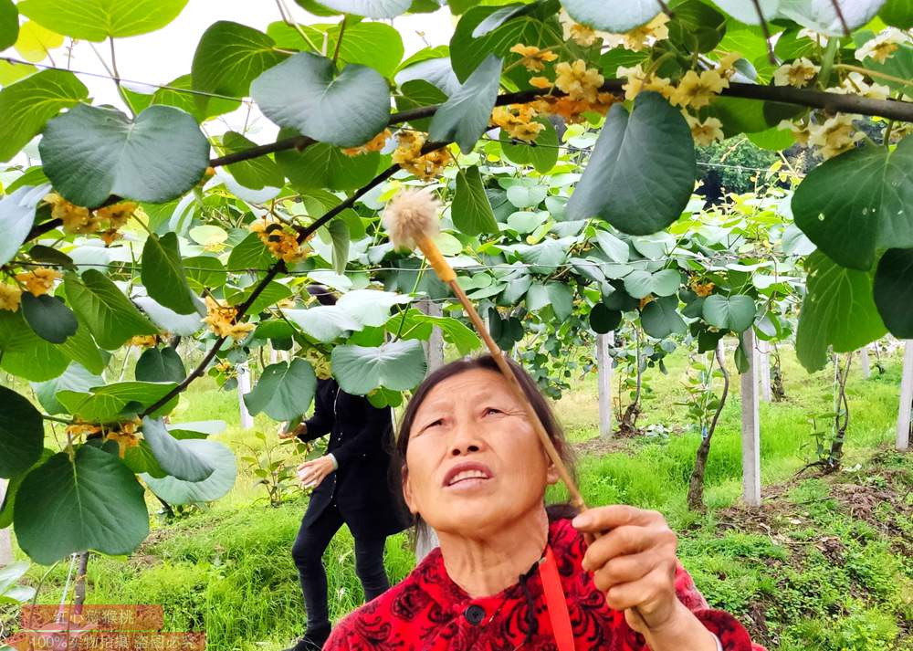 红心猕猴桃花粉