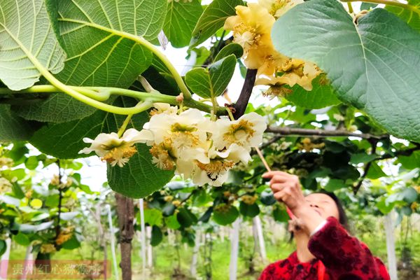 红色软枣猕猴桃人工授粉一株要多少花粉保存方法