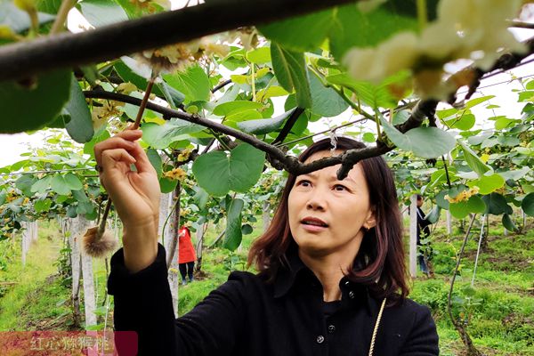 猕猴桃花粉批发零售价格多少钱一克买到
