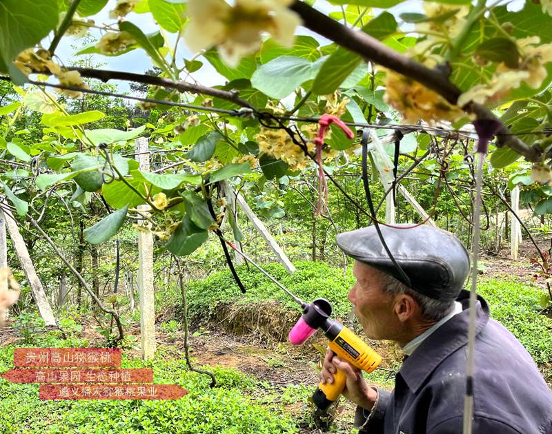 猕猴桃雄株高标准建园及高效授粉技术标准规程